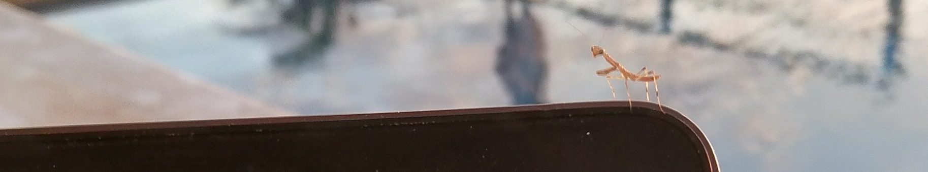 Felipe Montealegre-Mora, PhD